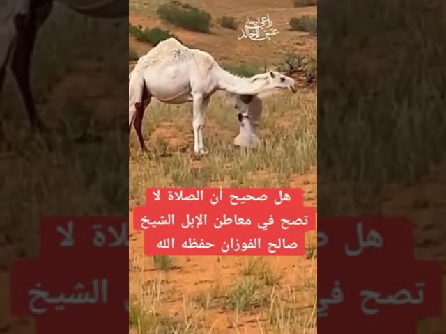 هل صحيح أن الصلاة لا تصح في معاطن الإبل الشيخ صالح الفوزان حفظه الله