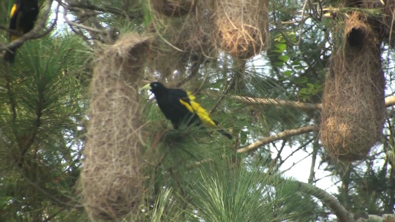 Yellow-rumped Cacique, Arrendajo Culiamarillo, (Cacicus cela) 2 