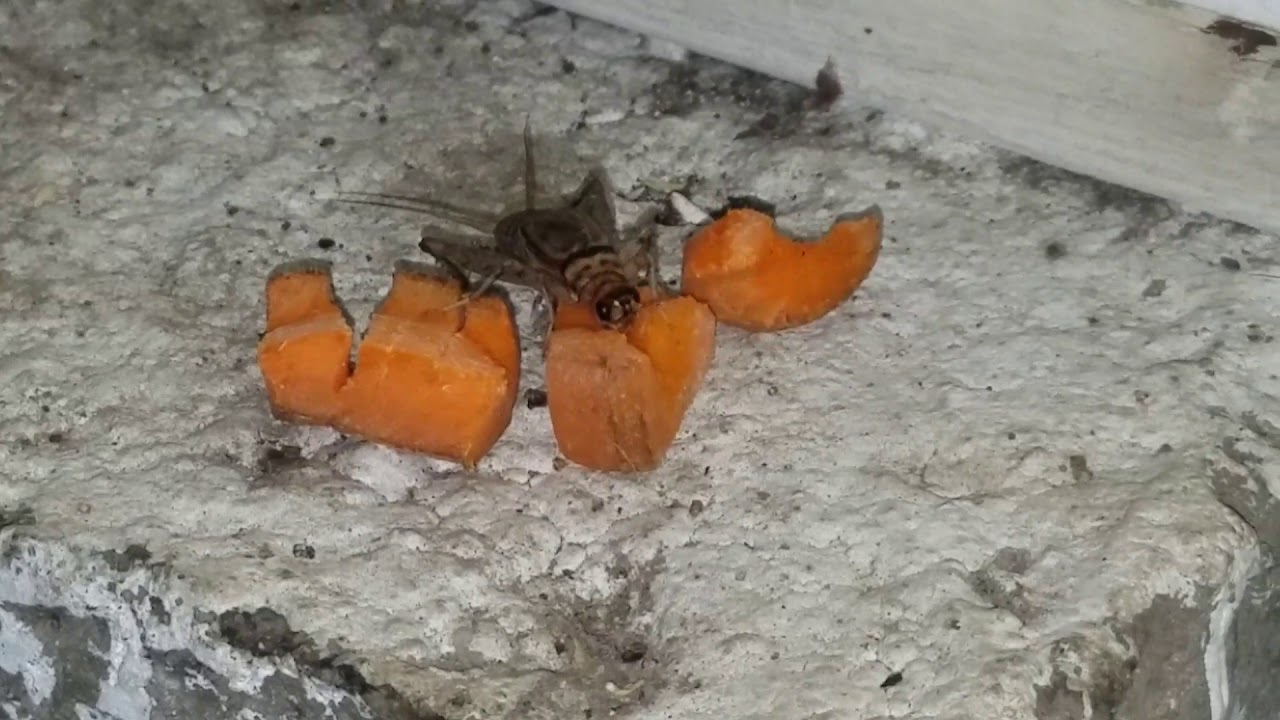 Cricket eating carrot YouTube