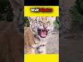 Wolf Crazy Mindset #shorts #viralvideo