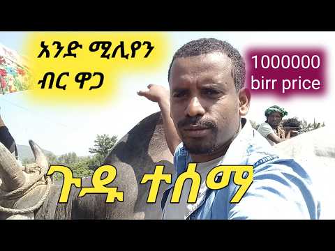 የአንድ ሚሊየን ብር ዋጋ ያለው በሬ ጉድ ተሰማ (1milion birr) price