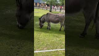 At flamingo park #videoideas #fun #adventure #justinbieber #trendingsong #amimals #foryourpage