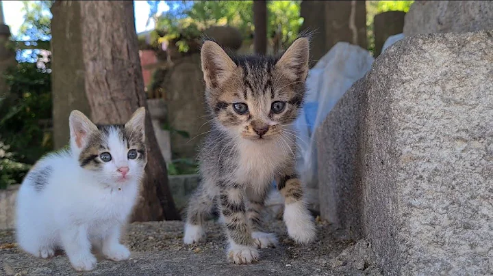Watch the video about Curious Little Kittens Who are So Cute.