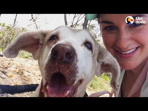 वीडियो: शेल्टर ट्वाइस में लौटे, इस वरिष्ठ कुत्ते को आखिरकार उसकी कॉलिंग मिली