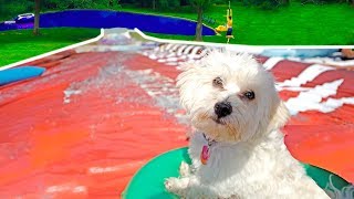 PUPPY GOES DOWN WORLDS BIGGEST WATERSLIDE!!