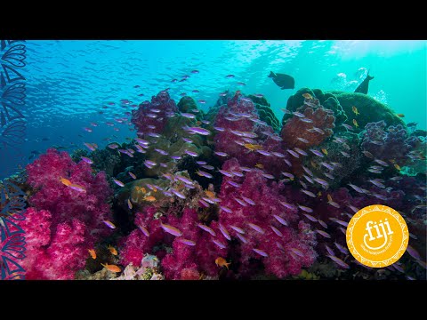 Fiji's Diving | Scuba Diving Fiji's reefs, pinnacles and coral gardens