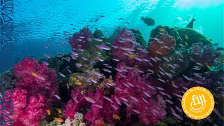 Fiji's Diving | Scuba Diving Fiji's reefs, pinnacles and coral gardens screenshot 4