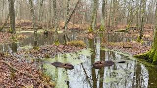 Taking Down a Beaver Dam to Drain a Flooded Forest