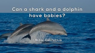 Can a shark and a dolphin have babies?