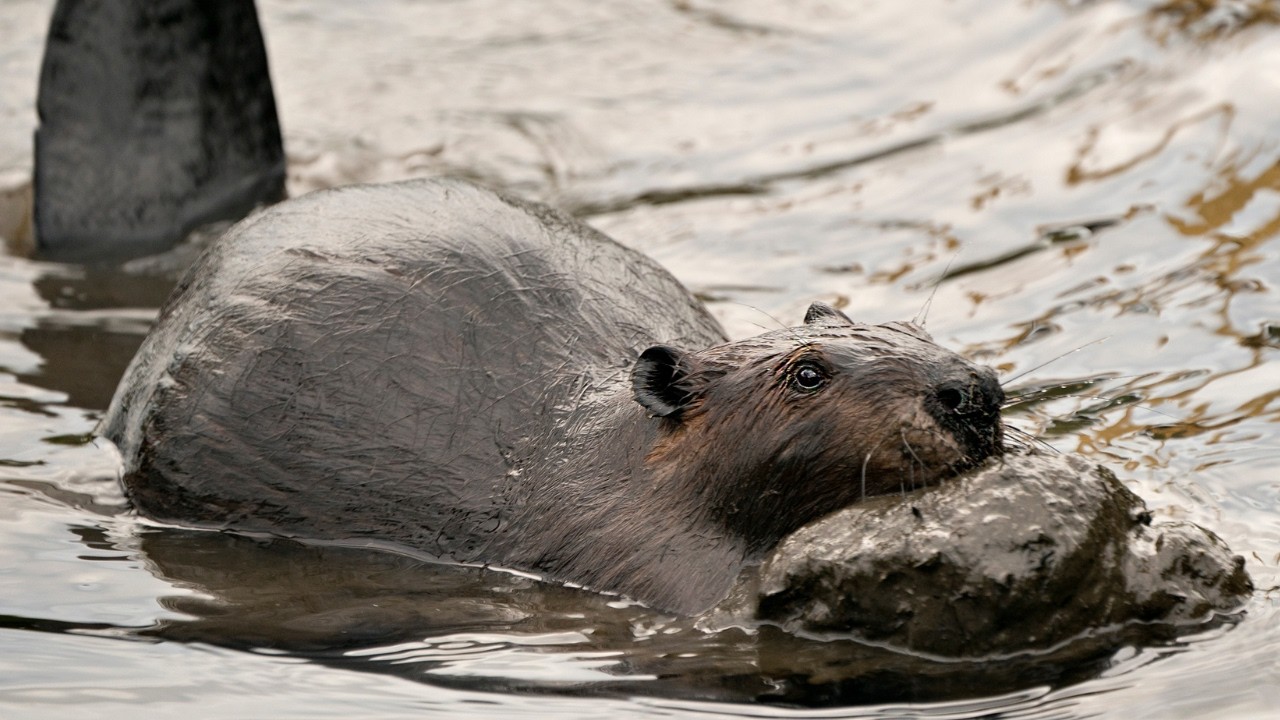 Get To Know The Beaver - YouTube