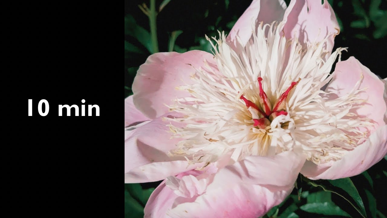 10 min timer for Daytime Calm | OS.11 — In the middle of the day