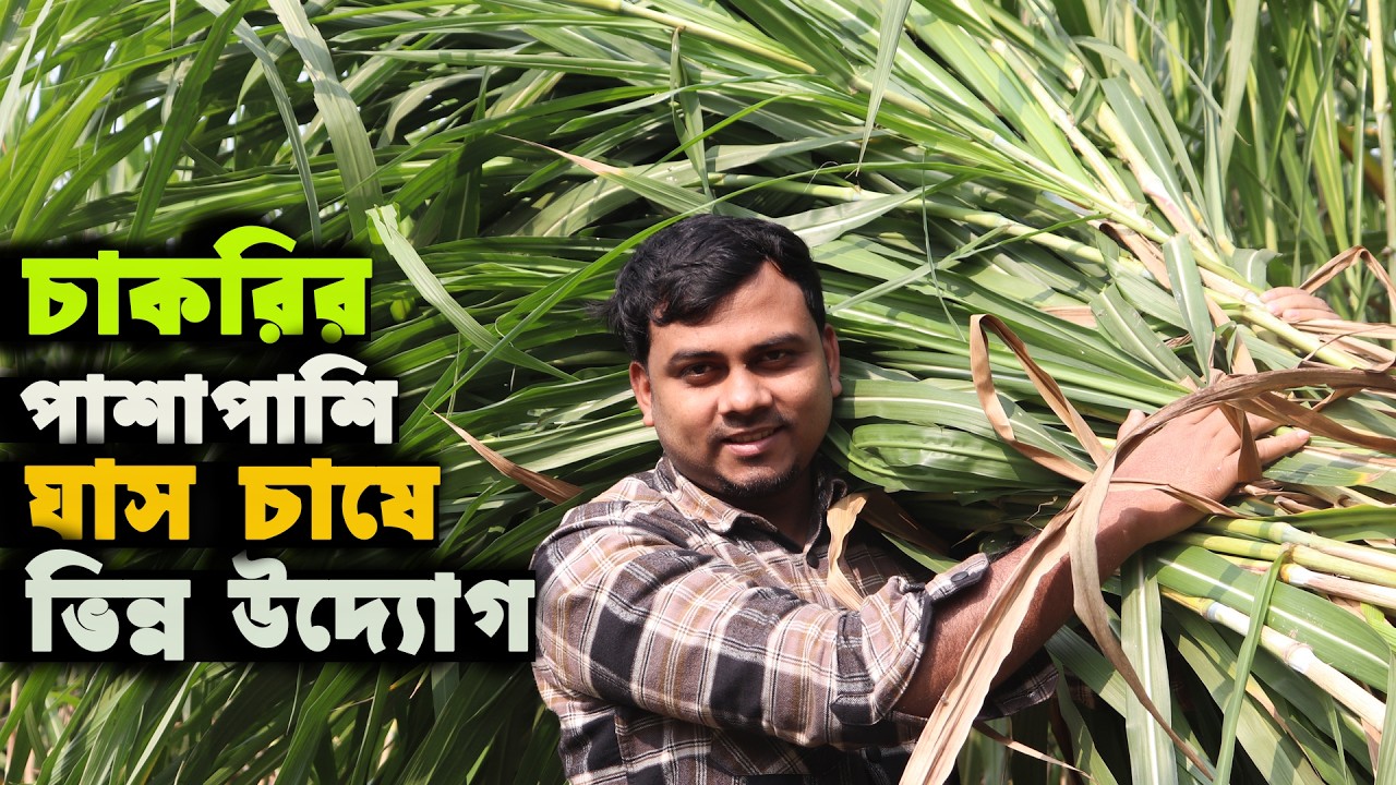 চাকরির পাশাপাশি উচ্চফলনশীল ঘাস চাষে সবুজের ভিন্ন উদ্যোগ |কোন জাতের ঘাস সবচেয়ে ভালো | ঘাস চাষ পদ্ধতি