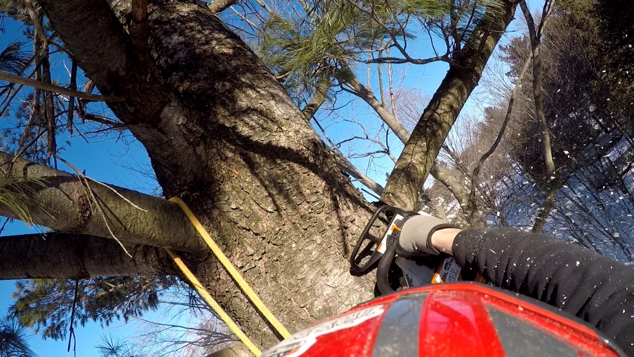 White Pine Removal - YouTube