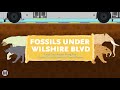 Fossils under Wilshire Boulevard: Purple (D Line) Extension construction fossil discoveries