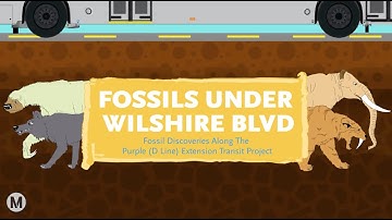 Fossils under Wilshire Boulevard: Purple (D Line) Extension construction fossil discoveries