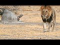 Giraffes and Lions: Survival Strategies