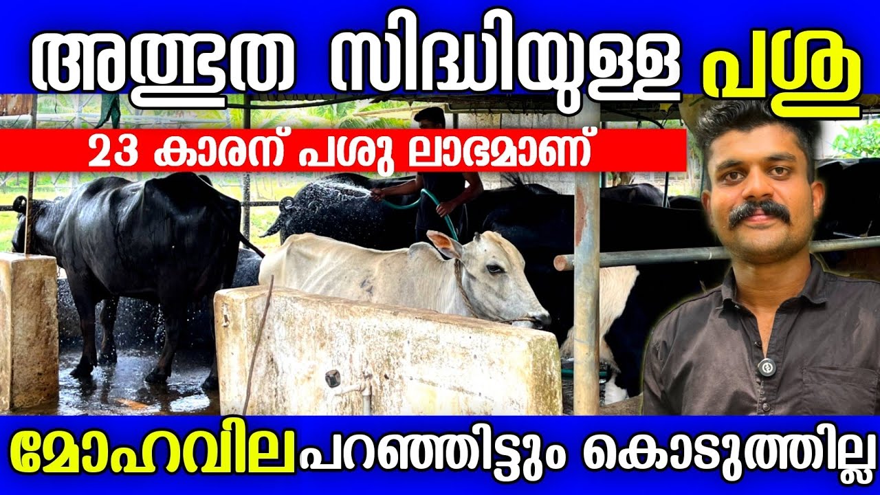 അത്ഭുതസിദ്ധിയുള്ള പശു, മോഹവില പറഞ്ഞിട്ടും കൊടുത്തില്ല. അശ്വിന്റെ പശു വളർത്തൽ ലാഭാകരമാണ് | Cows
