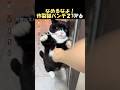 くらえ炸裂猫パンチ2#海外 #動物 #funnyanimals
