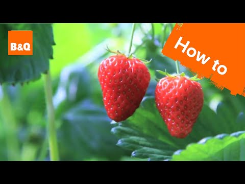 How to grow & harvest strawberry plants