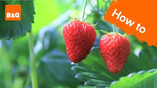 How to grow & harvest strawberry plants