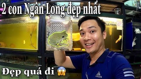 Hai con CÁ RỒNG NGÂN LONG ĐẸP NHẤT mà mình từng nuôi Mời mọi người ngắm cá thư giãn