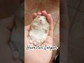 Hamster torpor #fyp #animals #pets #cute #facts #hamster #shorts #viral