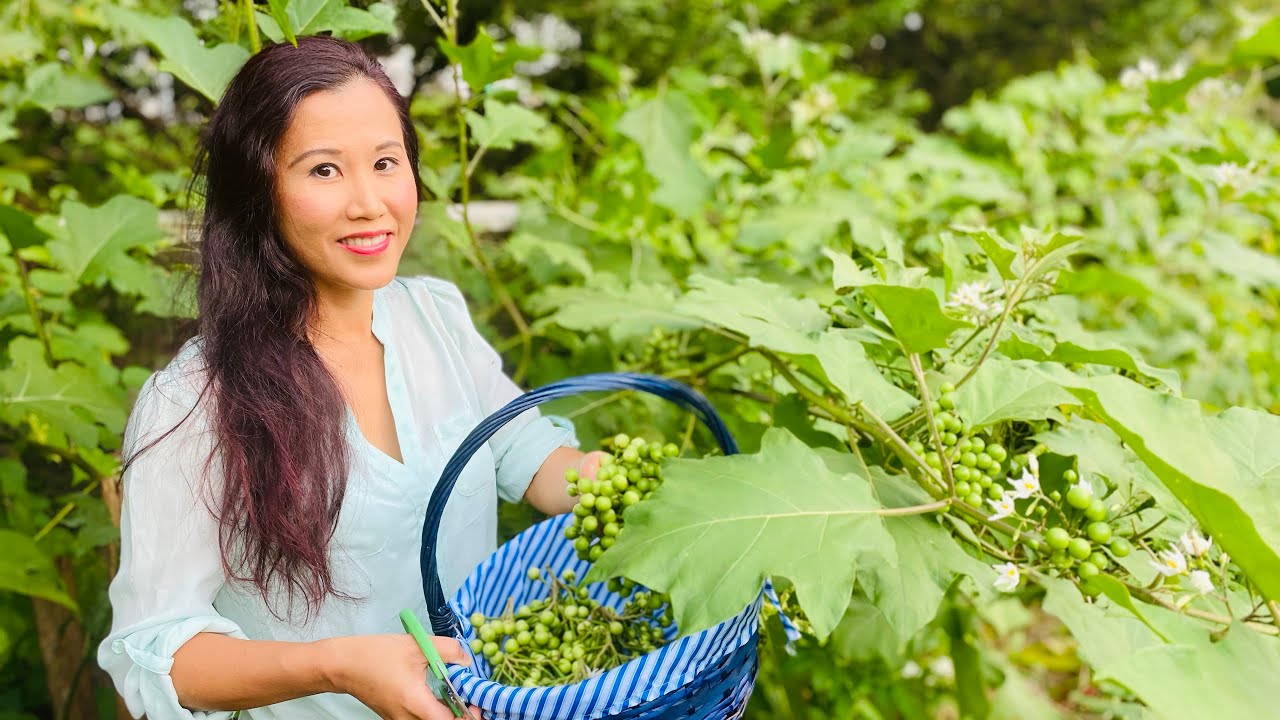 Khmer USA Replanting & Winterize Pea Eggplants For Next Spring Growing Season @ Somaly Khmer Cooking