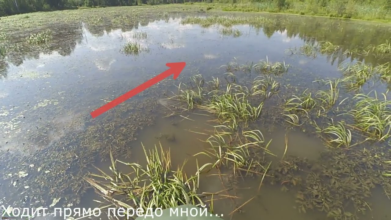 Крупный Сазан на рогатку в Июле | Рыбалка с рогаткой  #97