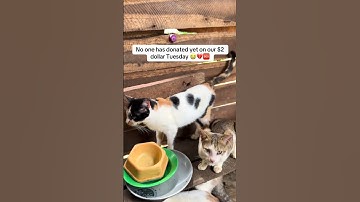 No one has donated yet 😕 🙄 please link in bio PayPal for food #donatenow #donateonline #donatehere #