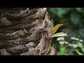 Two Lizards Fight for the Right to Claim a Tree as their Home 🦎 | Smithsonian Channel