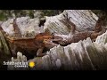 Lizard Species and Territorial Behavior