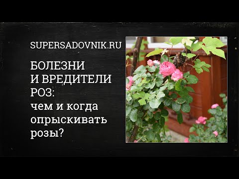 Болезни и вредители роз: чем и когда опрыскивать розы? Советы от специалиста