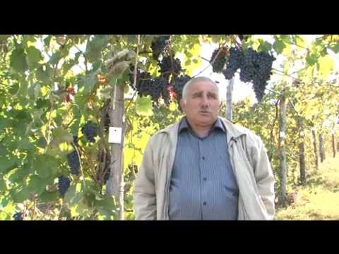 «Сельский порядок». Сад интенсивного типа (24.09.2014)