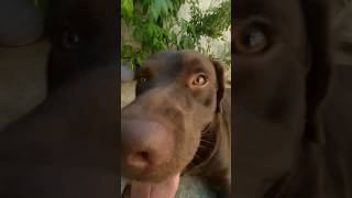 Download Lagu GWENCHAHA!  Deng Deng deng deng #pets MP3