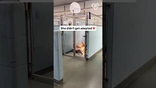 She needs a loving home now more than ever.🥺🐾❤️ #adoptme #dogs #rescue