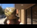 Monkey Tailed Skink Close Up