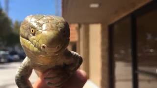 Monkey Tailed Skink Close Up