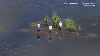 158 oriental stork chicks take first flight in northeast China