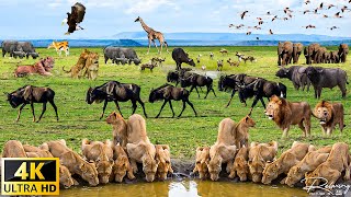 4K African Animals: Okavango Delta of Africa With Amazing African Wildlife Footage and Real Sounds