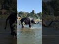 Elephant Bathing Hampi TBRiver 