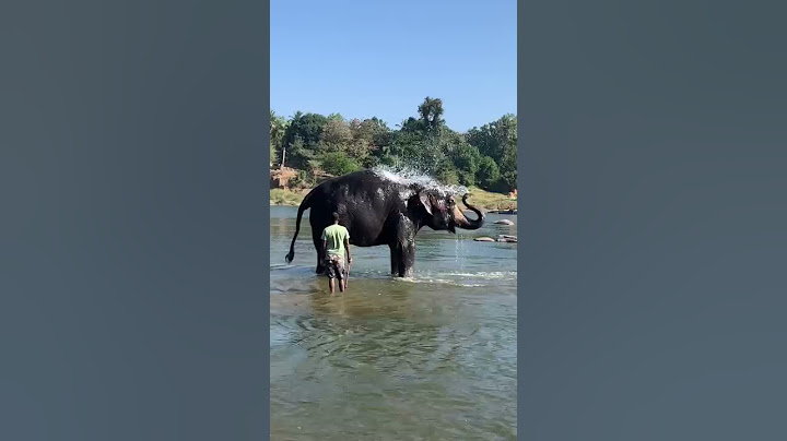 #Elephant bathing #Hampi #TBRiver