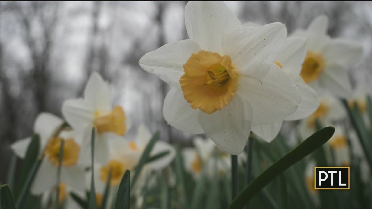 Doug Oster: The Greatest Collection Of Daffodils In Western Pa.