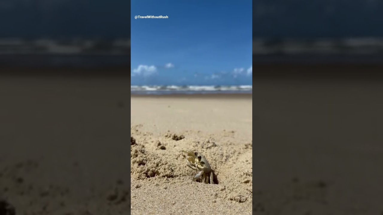 Brazilian Sea-life at Aracaju Sergipe