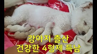 Puppy's birth  Coco's cute puppy 4 Brother's birth story  Puppy, dog birth