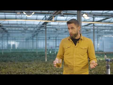 inBrabant  | Thee van eigen bodem