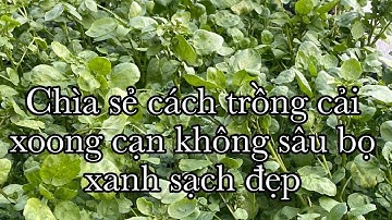 Chia sẻ cách trồng cải xà lách xoong cạn không sâu bọ xanh sạch đẹp 🍀🍀