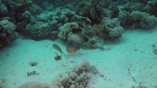 Yellowmargin triggerfish (Pseudobalistes flavimarginatus) - Mangrove Bay (Egypt) 25-3-2023