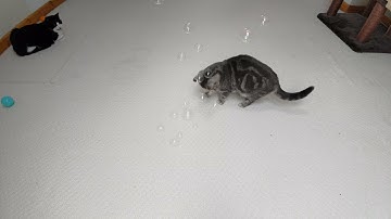 British Shorthair Cat Reacts To CatNip Bubbles