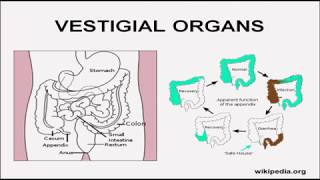 Celebrity Refuting Textbook Arguments for Evolution - Part 2 Wealth