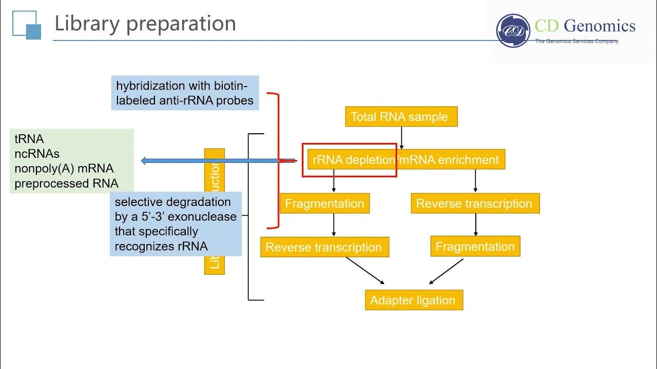 RNA Seq Principle and Workflow of RNA Sequencing YouTube